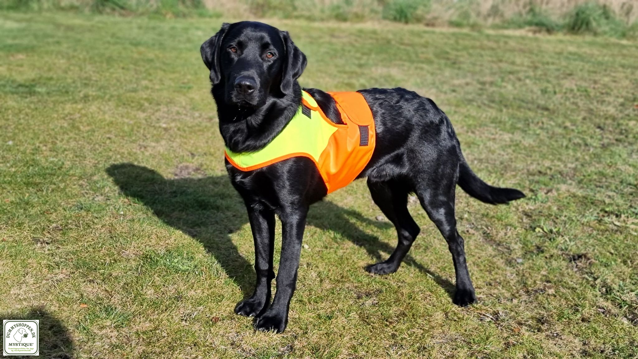 Mystique signalvest