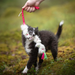 Doggie-Zen Fleece flet kanin S