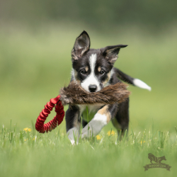 Doggie-Zen Kort Bungee med b�verskind