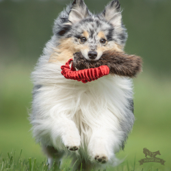 Doggie-Zen Kort Bungee med b�verskind